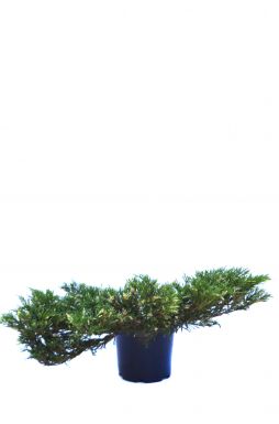 Можжевельник горизонтальный Андорра Вариегата (Andorra variegata)